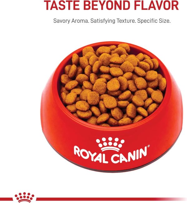 King charles royal canin best sale